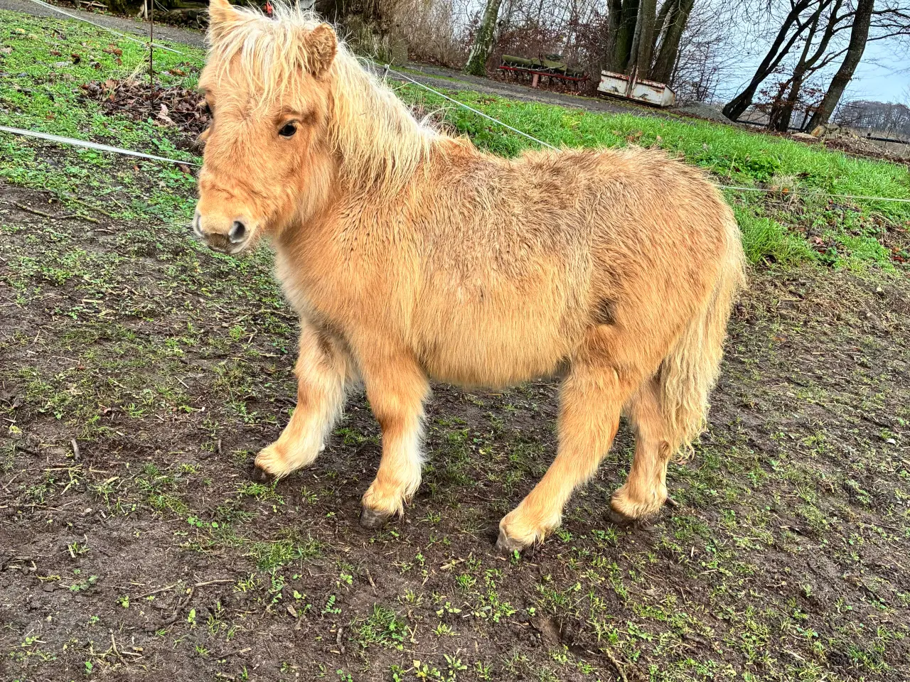 Billede 5 - Hingst/avlhopper Sælges 