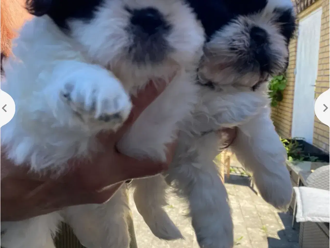Billede 4 - Shih Tzu Hvalpe