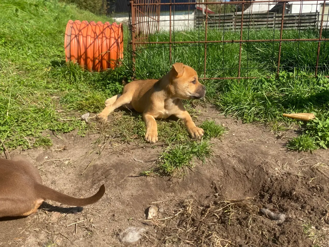 Billede 10 - Blanidning hundehvalpe sælges