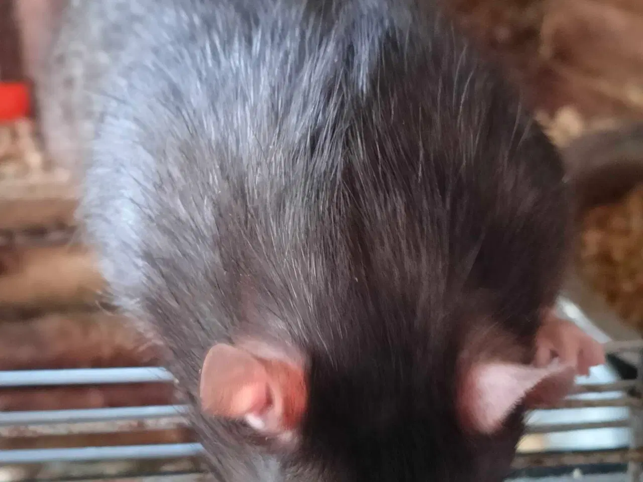 Billede 3 - Rotte til slag