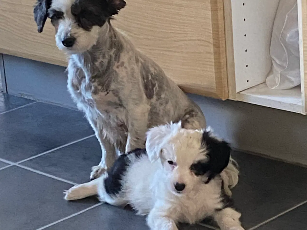 Billede 8 - Border Collie / Powder puff