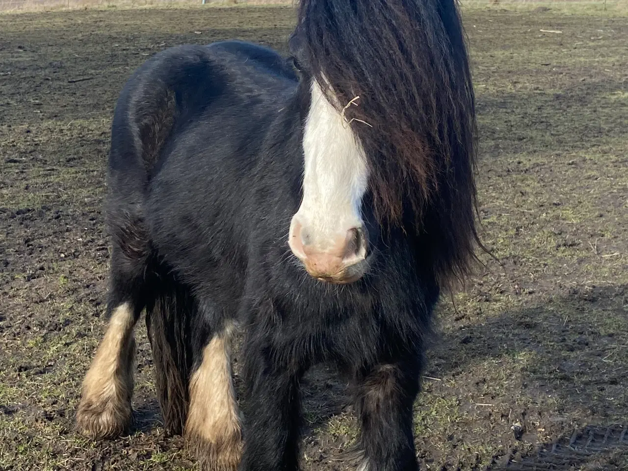 Billede 5 - Irish cob hingst