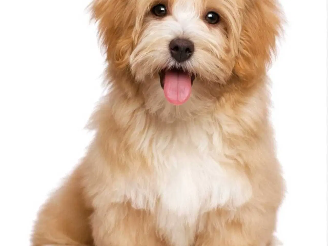 Billede 1 - Søger tæve 1-2år