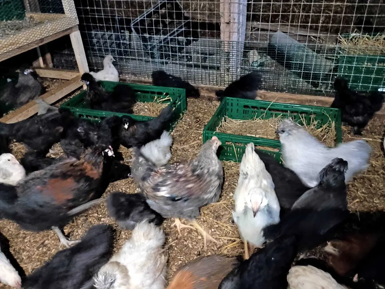 Billede 12 - Blænding race  Varmefri kyllinger  for Multi farve