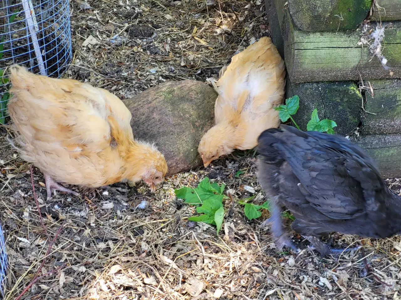 Billede 1 - Høne kyllinger 7 uger gamle