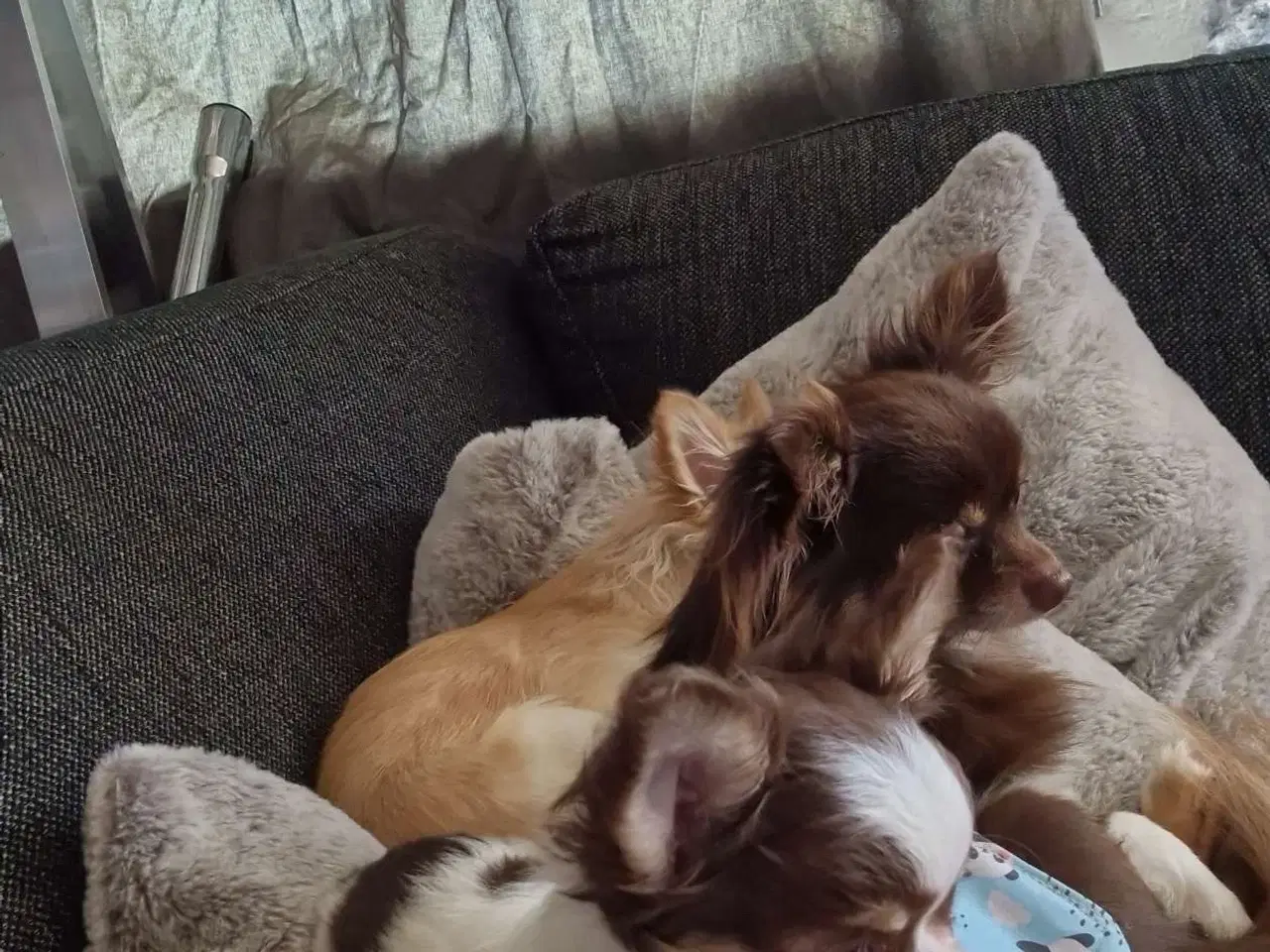 Billede 1 - Chokolade farvet 1 årig dreng