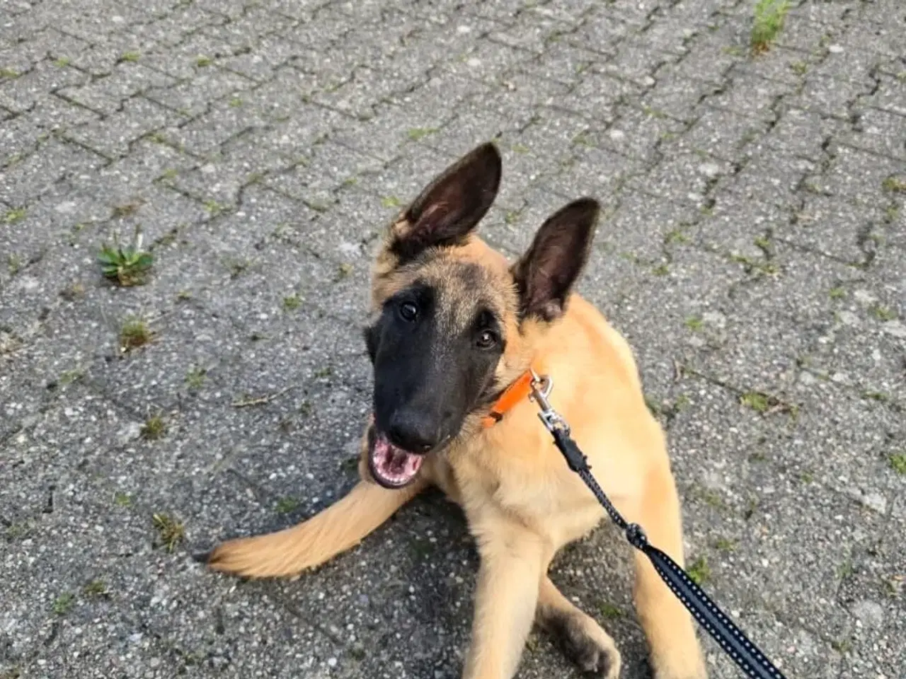 Billede 2 - Malinois