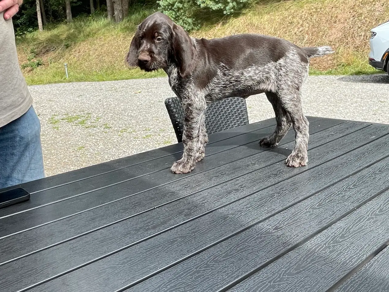 Billede 6 - Ruhår hønsehund hvalpe