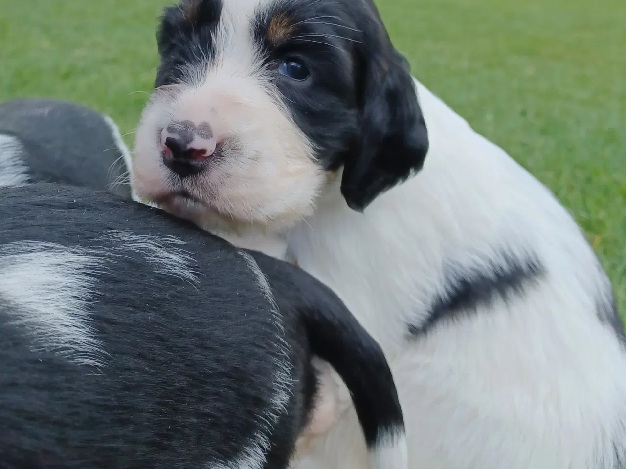 Billede 2 - Engelsk springer spaniel hvalpe