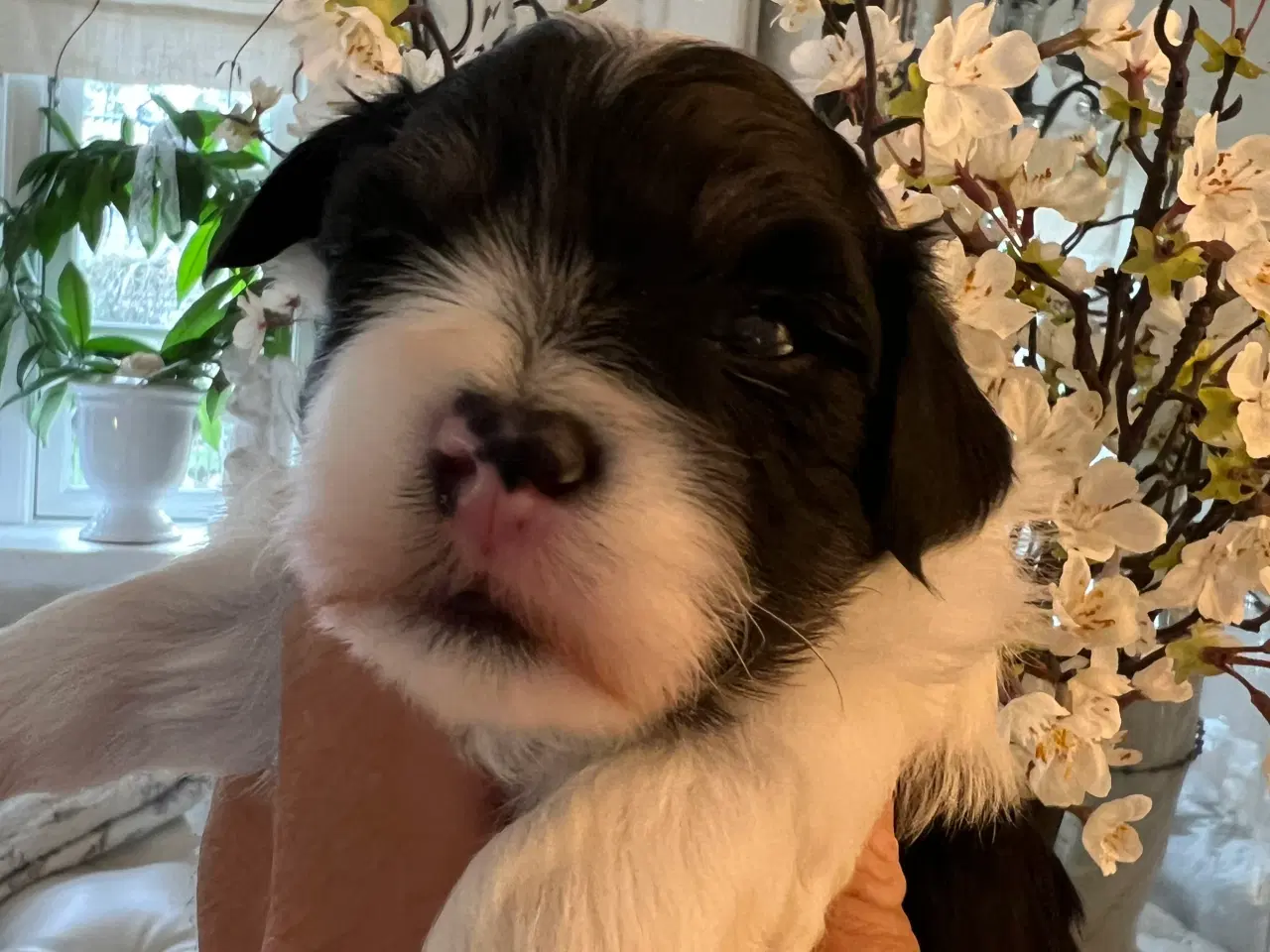 Billede 1 - Sødeste Bichon Havanais 