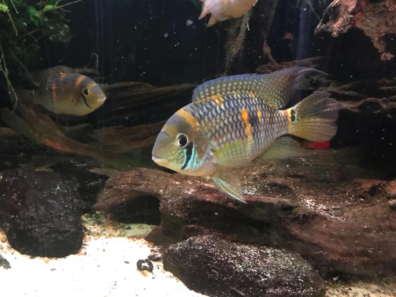 Billede 2 - Aquidens Metae 