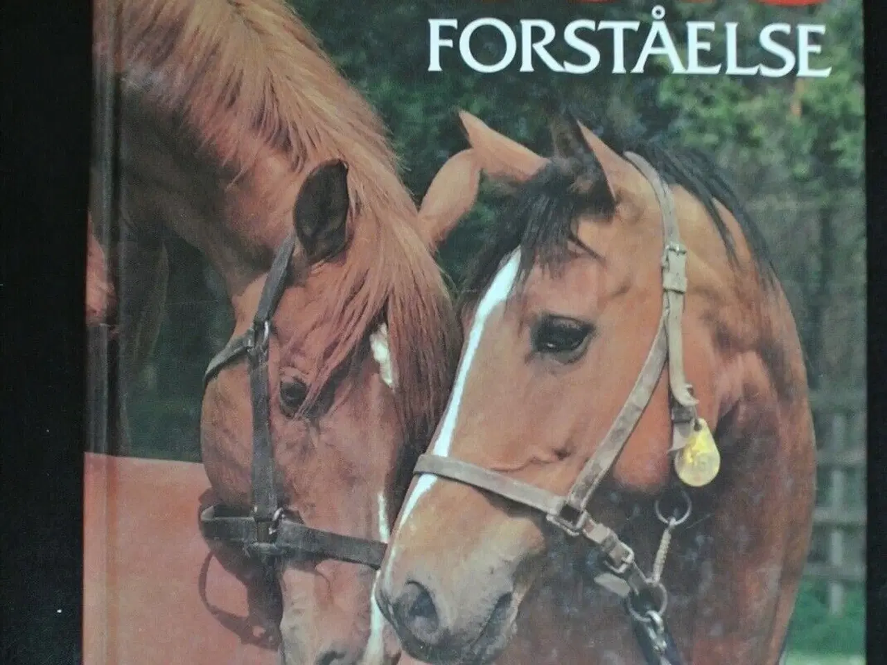 Billede 1 - hesteforståelse, Af lucy rees, emne: dyr