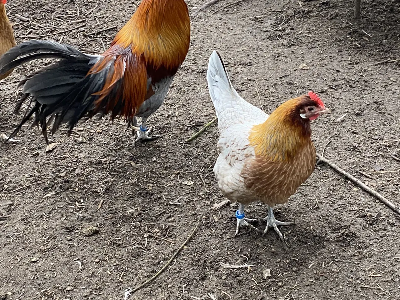 Billede 5 - Dansk land høns 