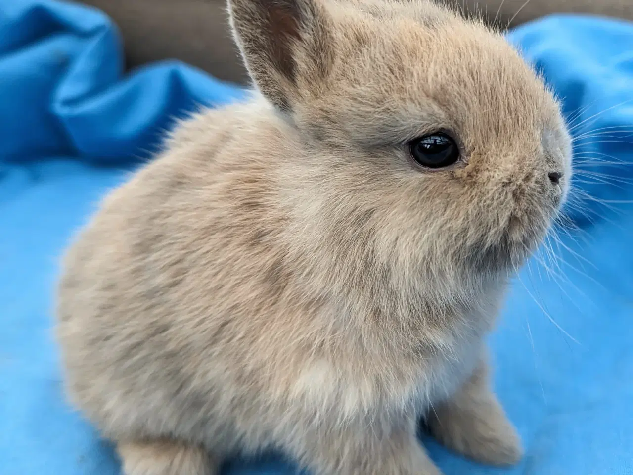 Billede 1 - Hermelin kaninunge sælges