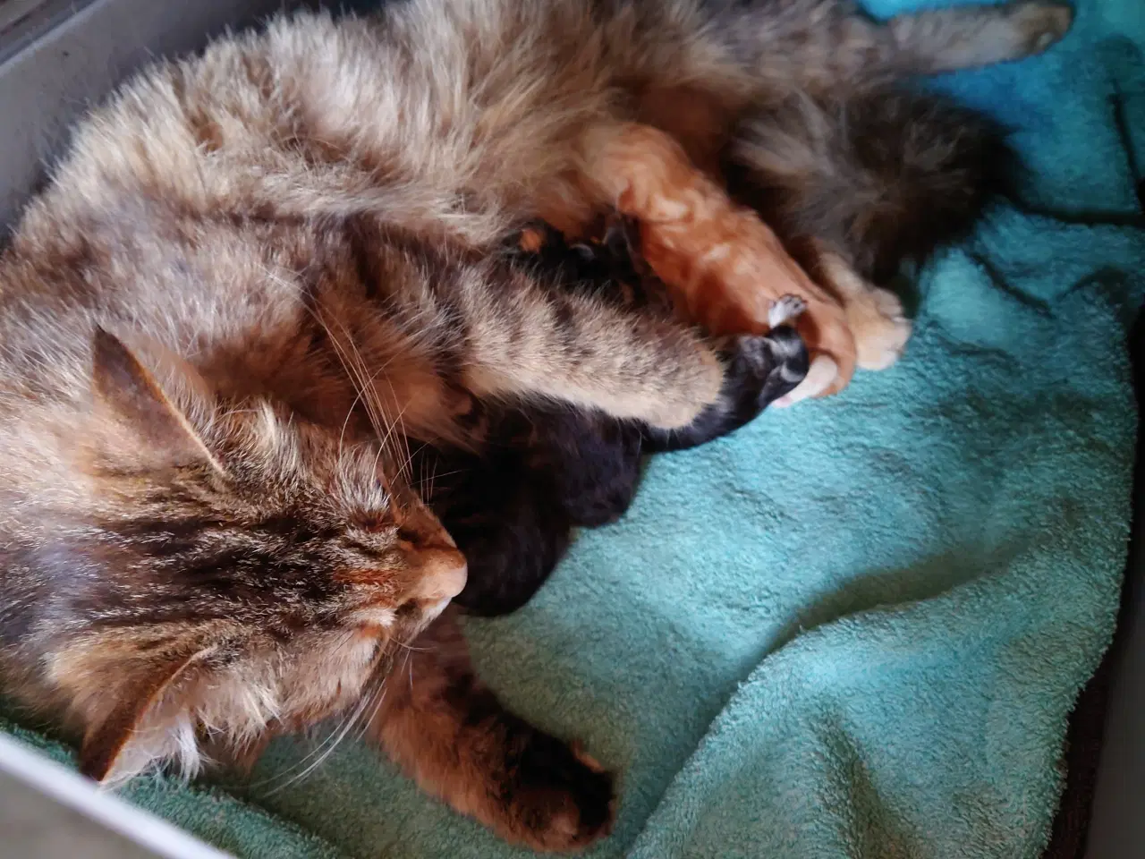 Billede 1 - Små Maine coon killinger (uden tavle)