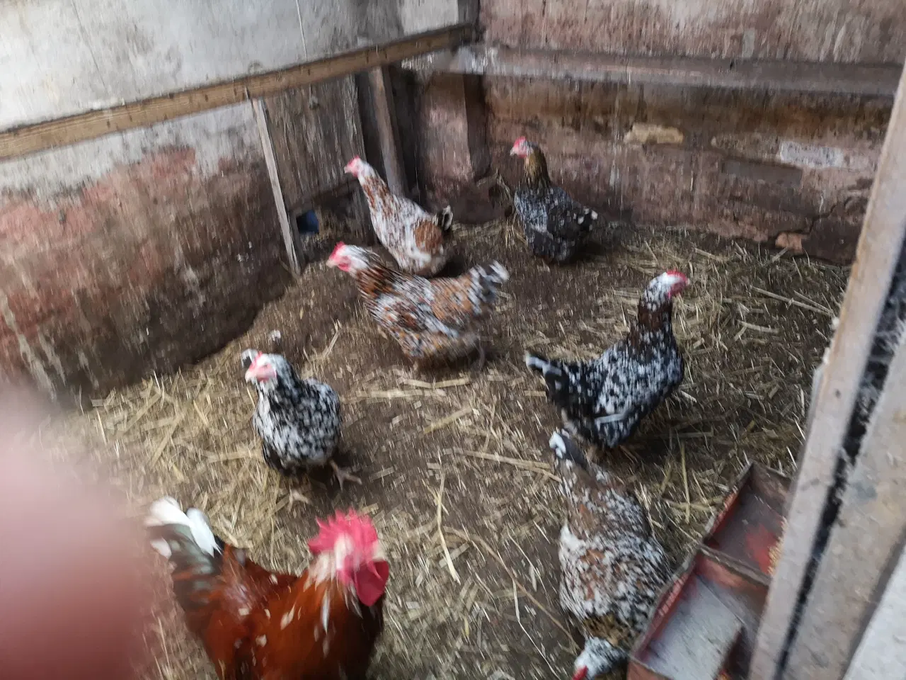 Billede 1 - Skånske blomster høns 