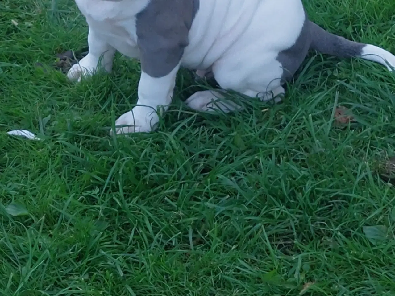 Billede 5 - American bully hvalpe 