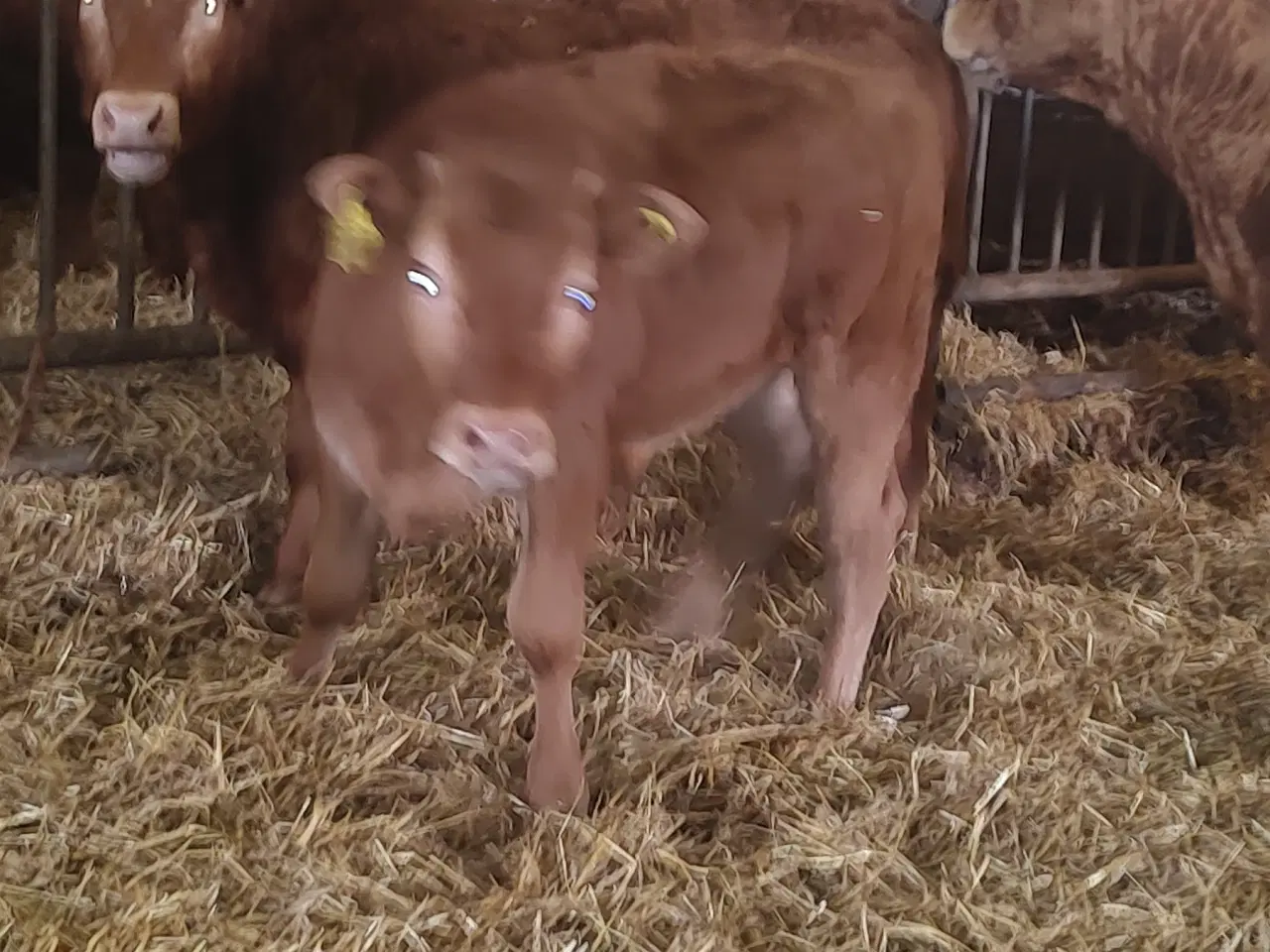 Billede 3 - Kødkvæg
