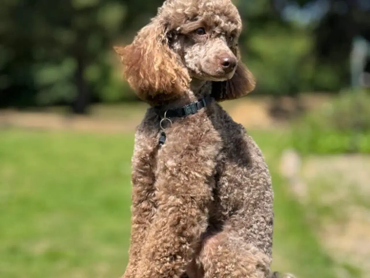 Billede 5 - Påske doodle