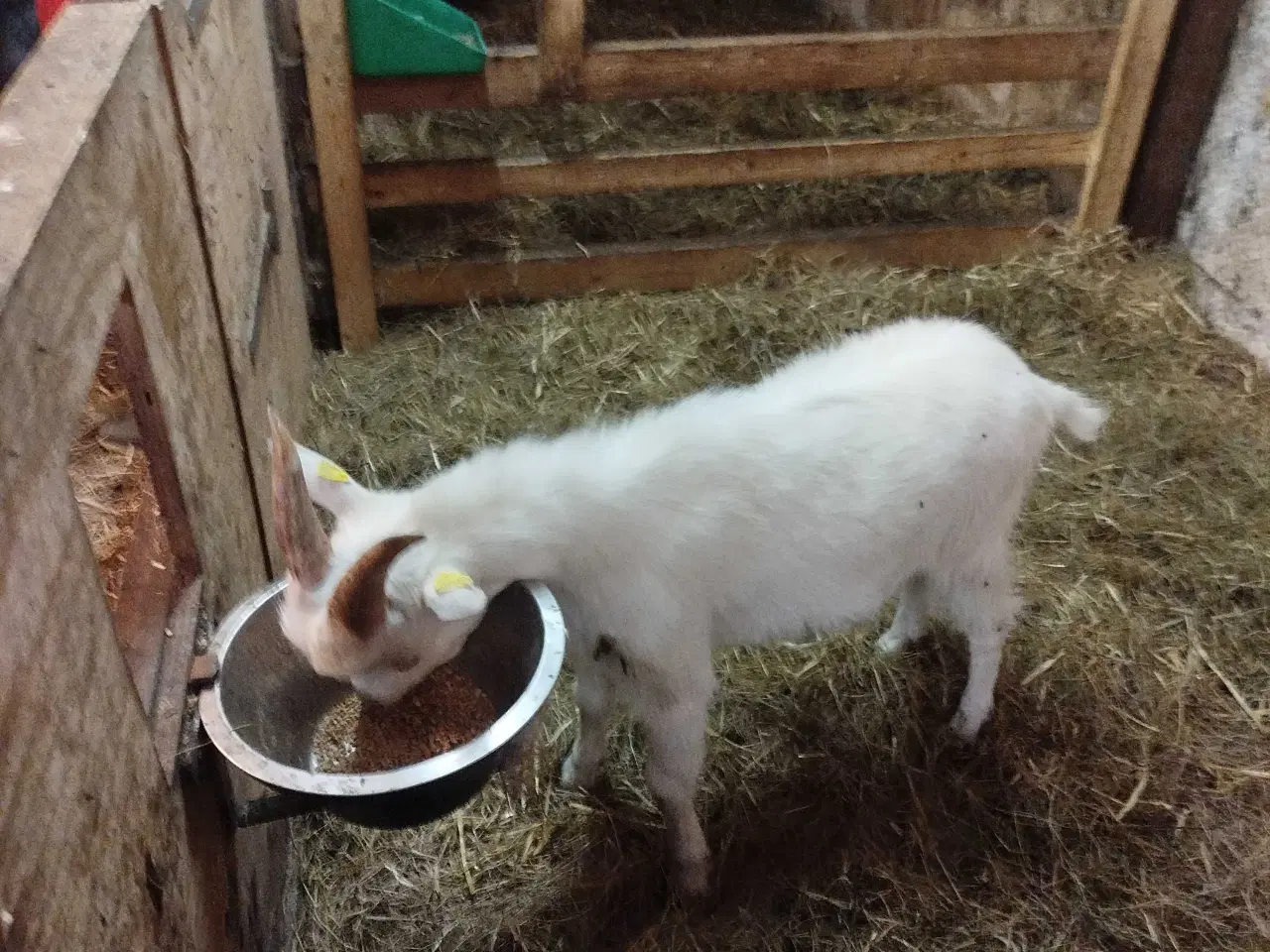 Billede 4 - Landrace bukkekid sælges