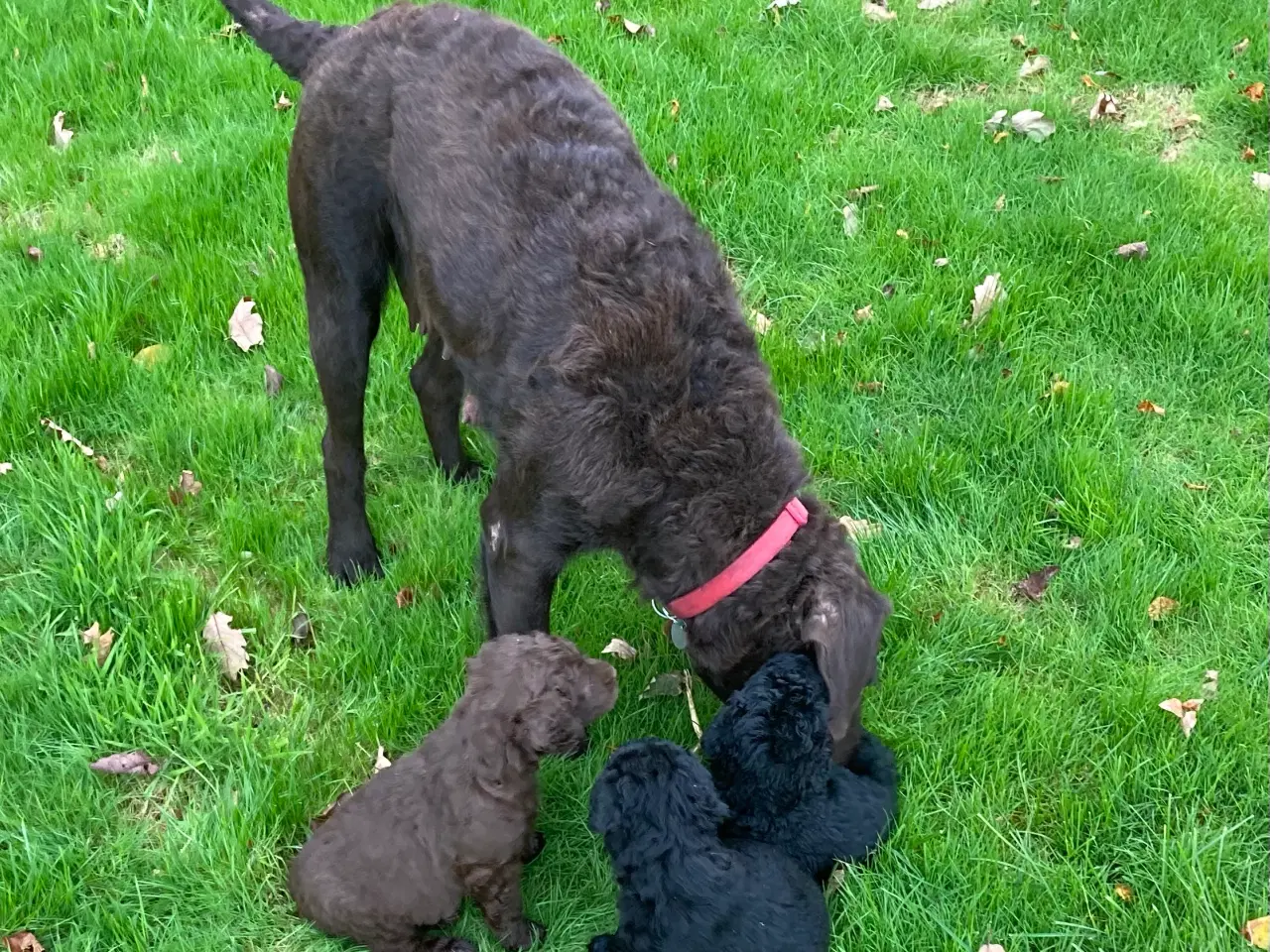 Billede 6 - Labradoodle hvalpe søger nye hjem 