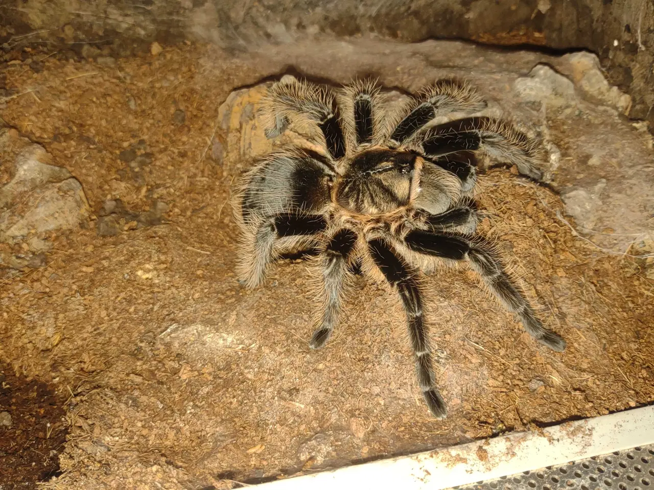 Billede 1 -  Edderkop 0.1 B.albopilosum