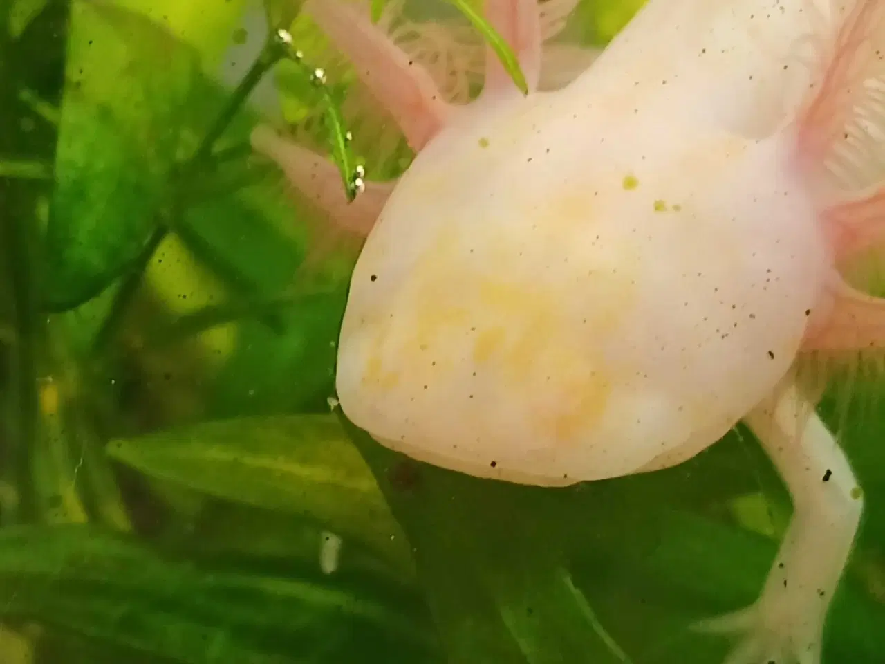 Billede 3 - Golden Mosaik axolotl 
