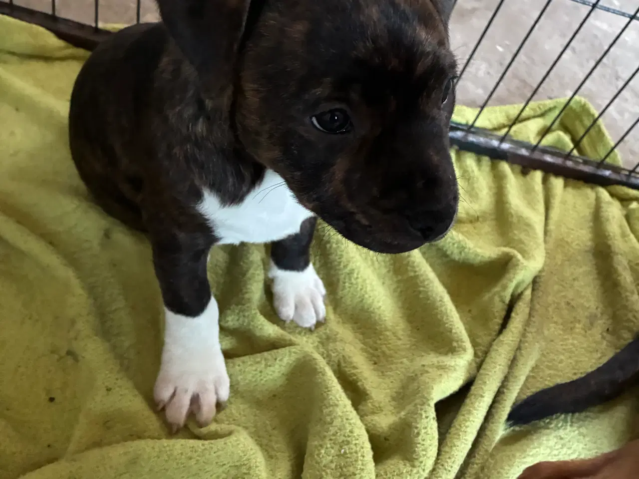 Billede 3 - Staff tæve 12 uger sidste tilbage