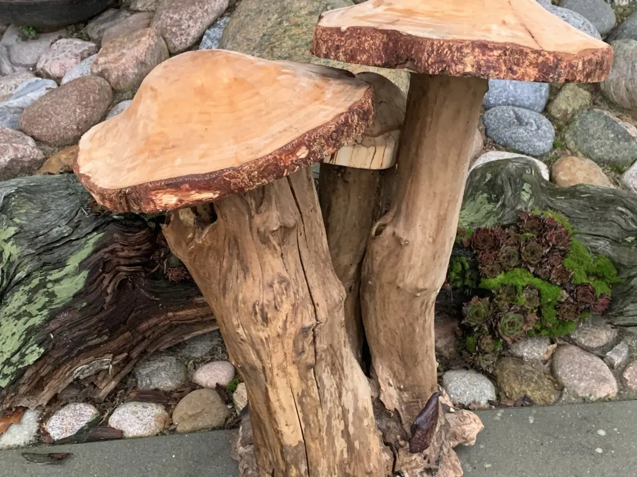 Billede 2 - PADDEHAT / TRÆSVAMPE