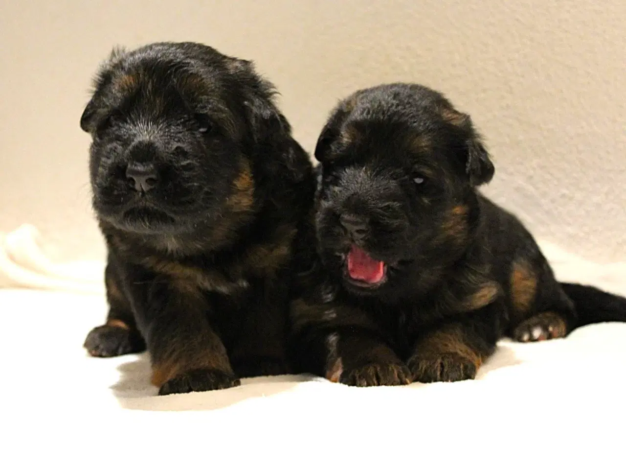 Billede 1 - Langhåret schæferhund