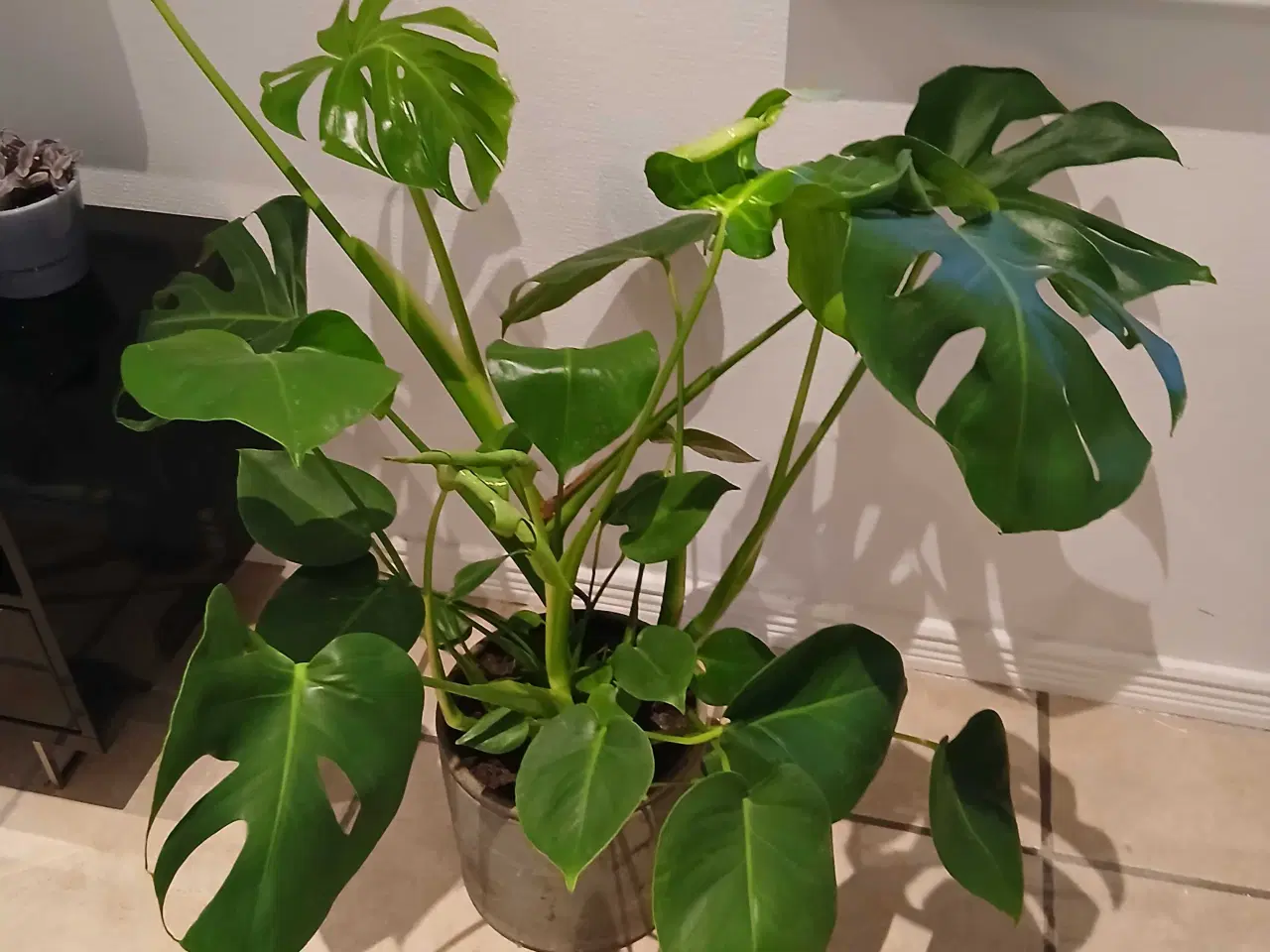 Billede 8 - Diverse planter og krukker