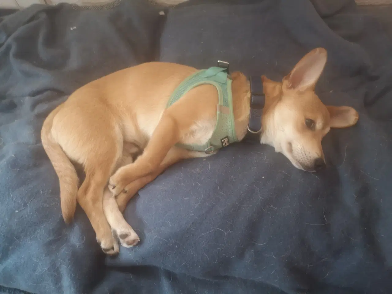 Billede 4 - Lækre paddy, i pleje i DK 