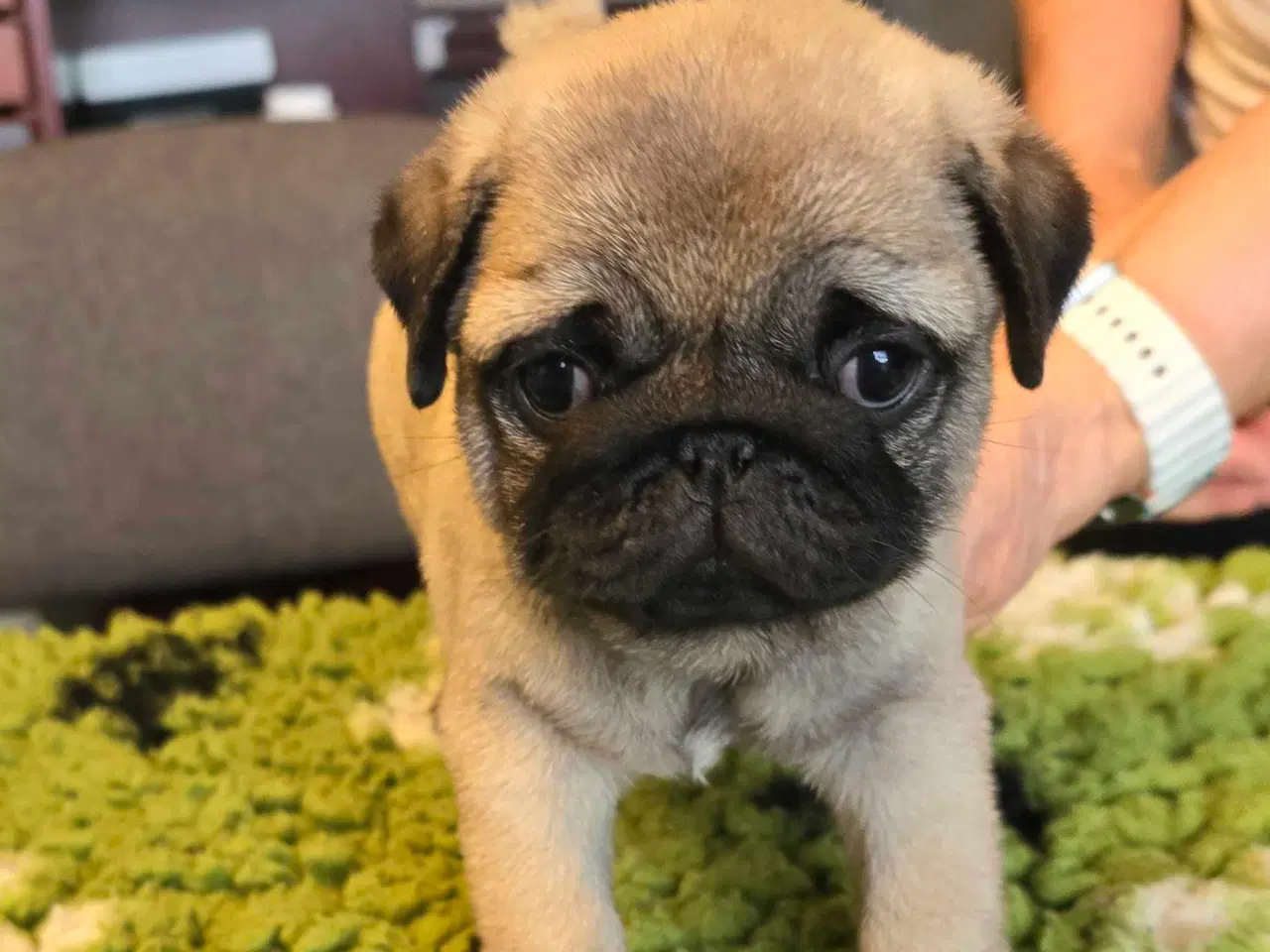 Billede 2 - Mops