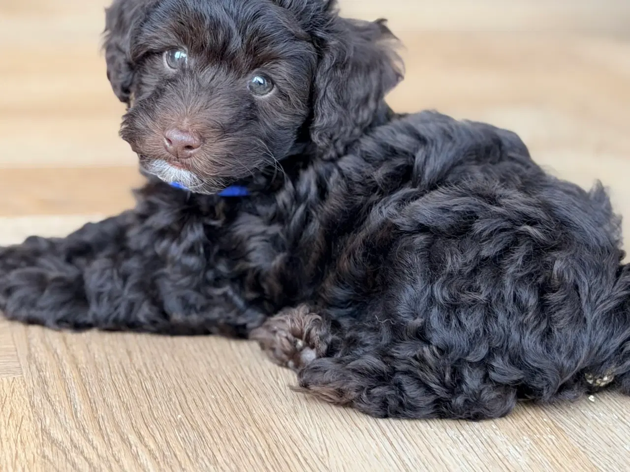 Billede 14 - Chokolade brune Havapoo drenge