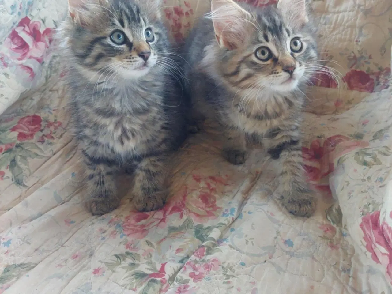 Billede 3 - Maincoon/Norsk skovkat