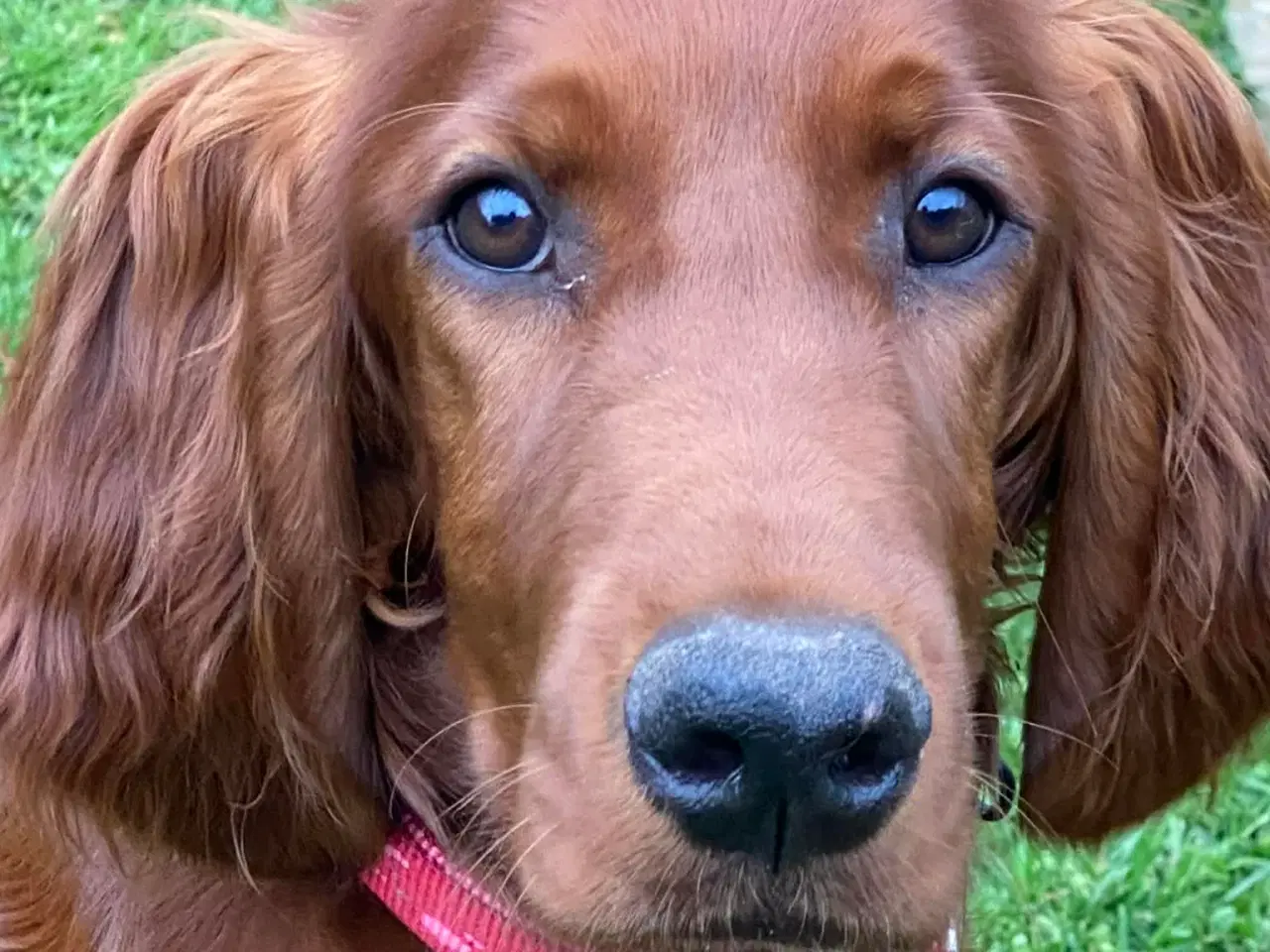 Billede 8 - 🐾 Smukke Lady – Ægte Irsk Setter fra udstillingsl