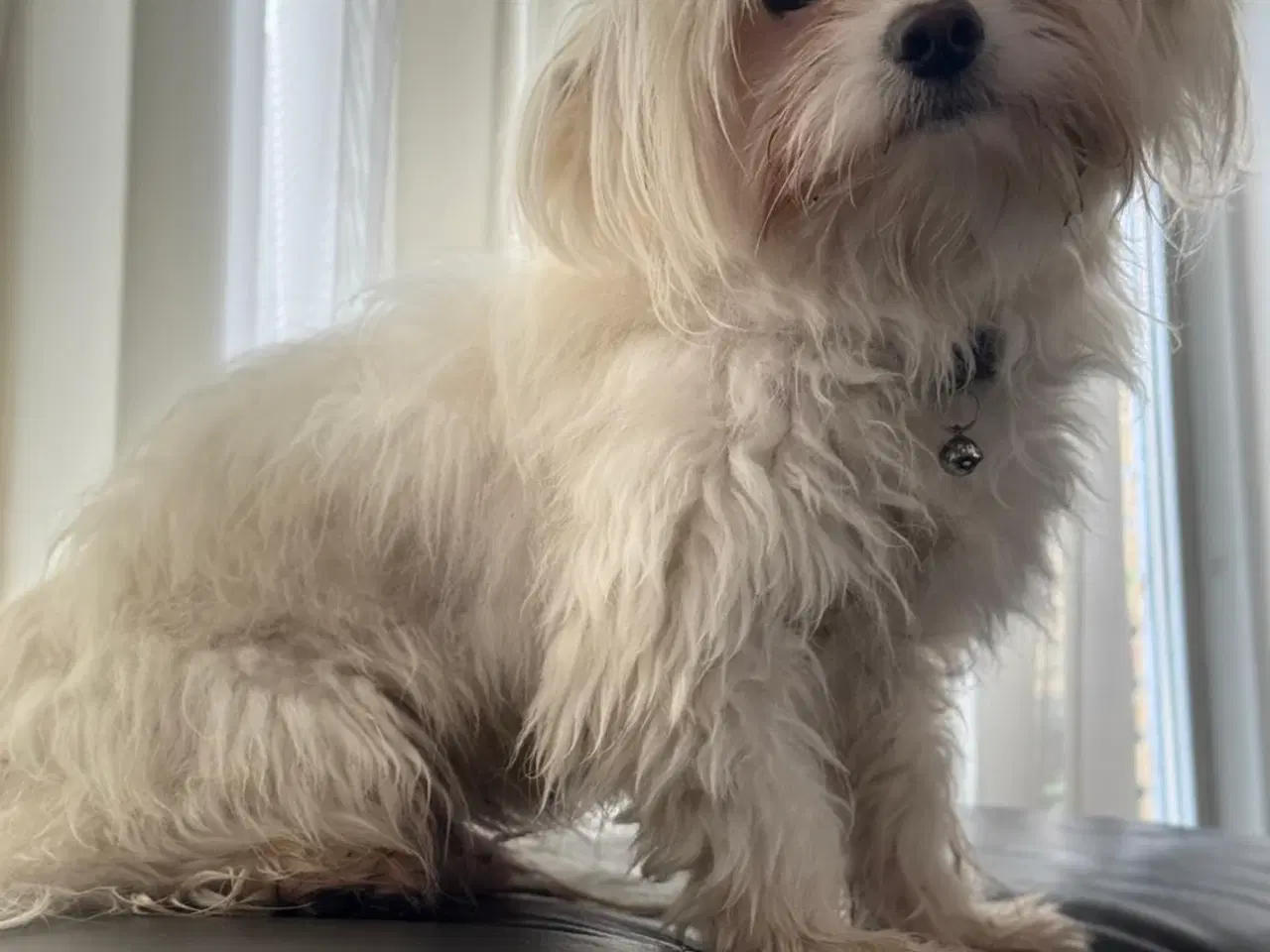 Billede 3 - Mini malteser søger hjem