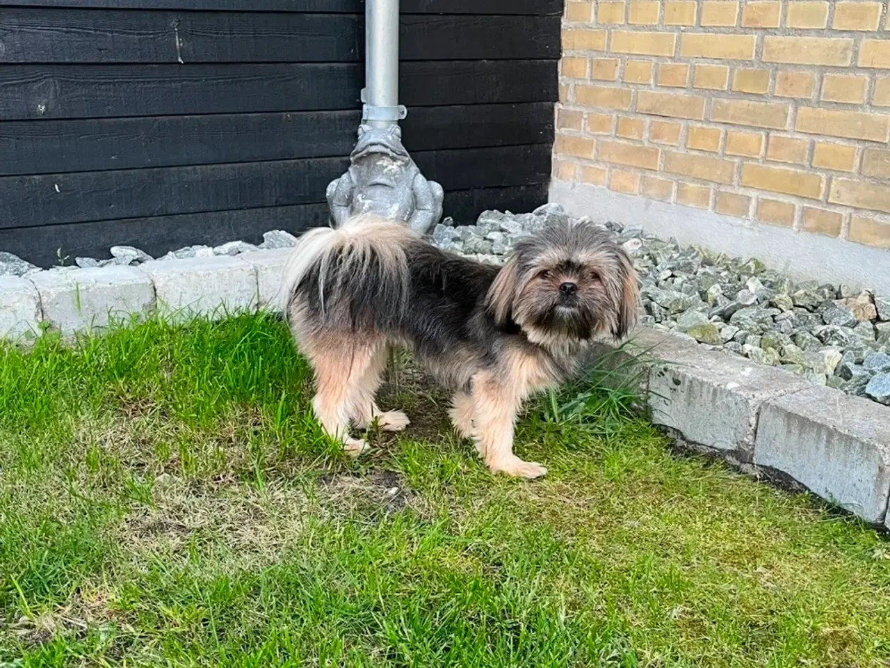 Billede 5 - Shih tzu / Malteser hvalpe