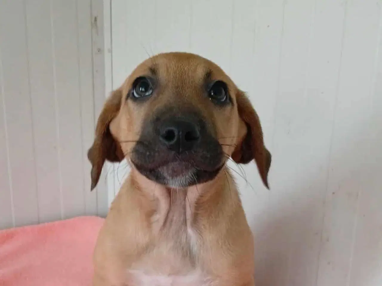 Billede 11 - Sødeste Odin søger familie 