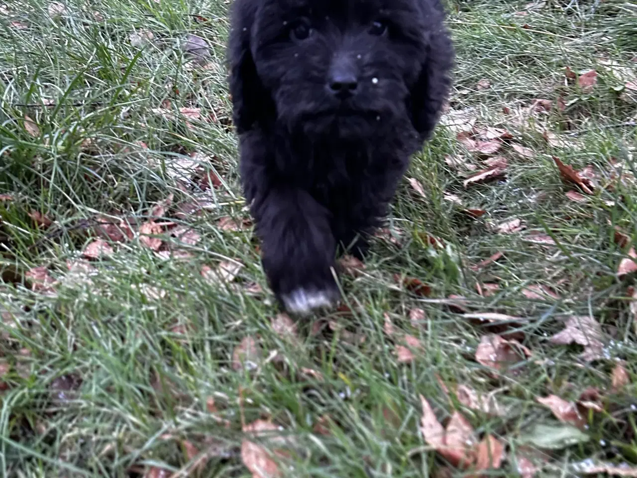 Billede 8 - Cavapoo F2B 