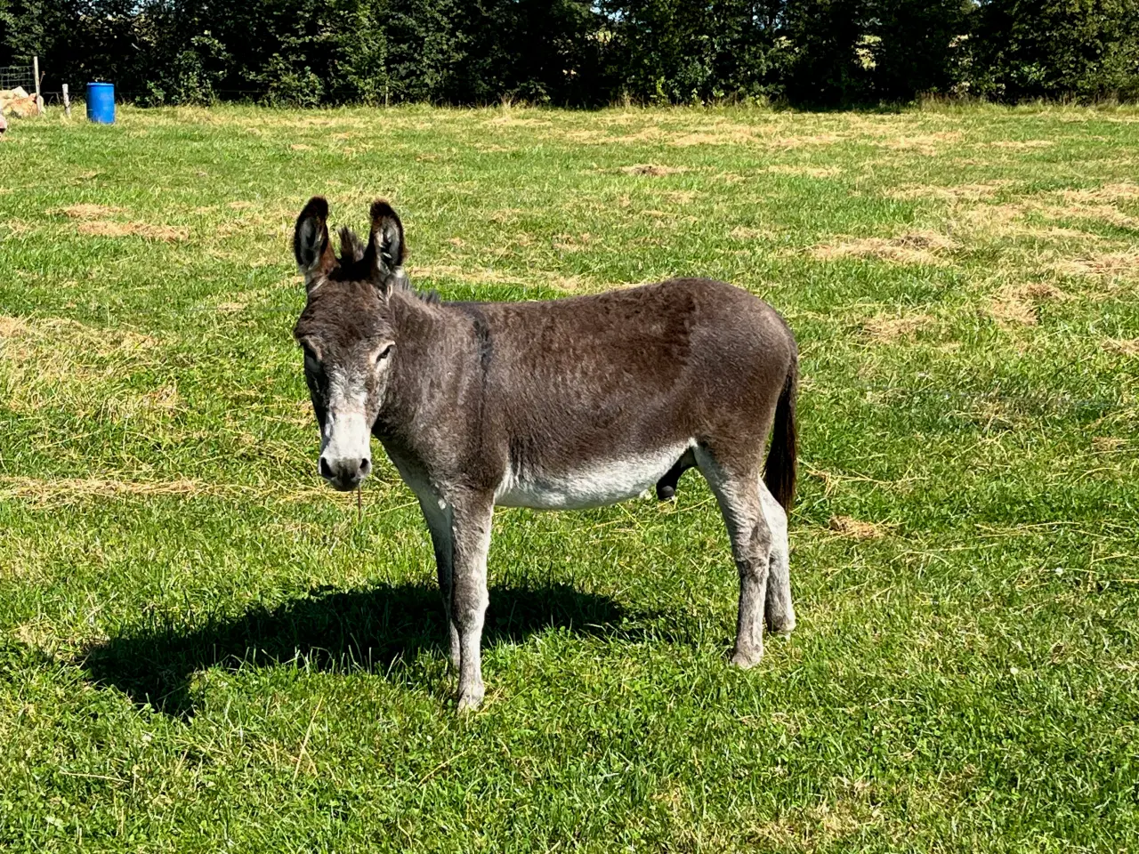 Billede 2 - Æselhingst