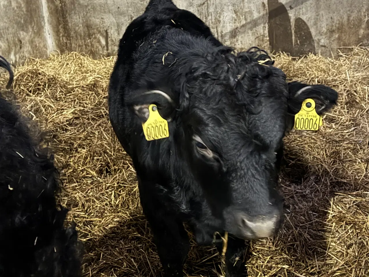 Billede 2 - Flot ung Dexter tyr