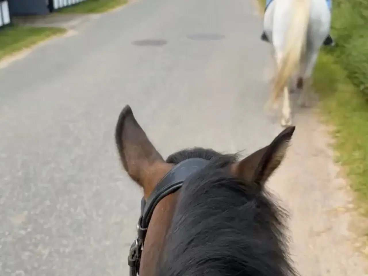Billede 5 - tilridning eller videresalg af pony tilbydes