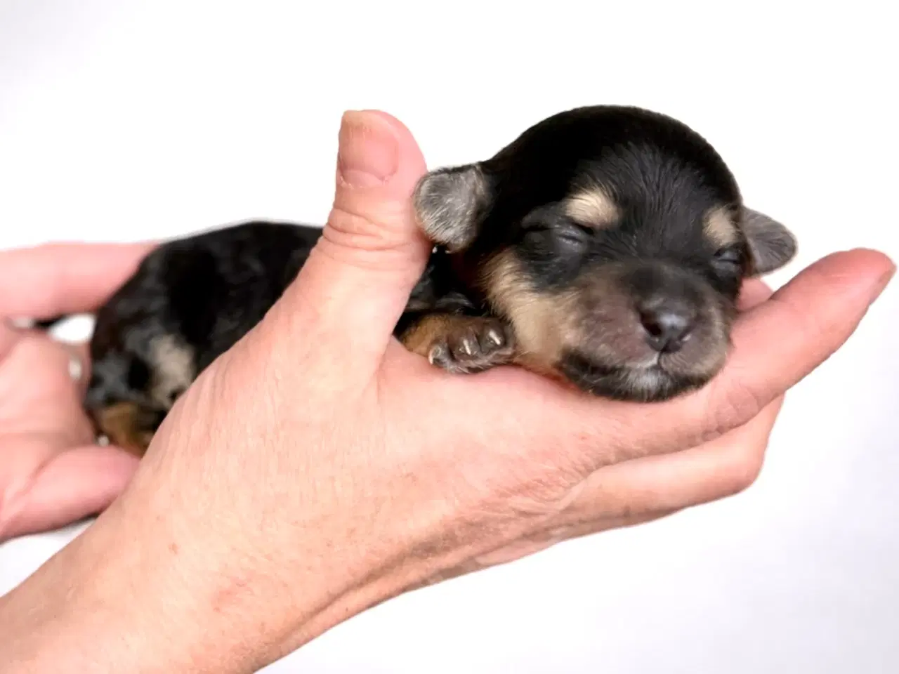 Billede 2 - Mini Maltipoo - Fra undersøgte forældre.