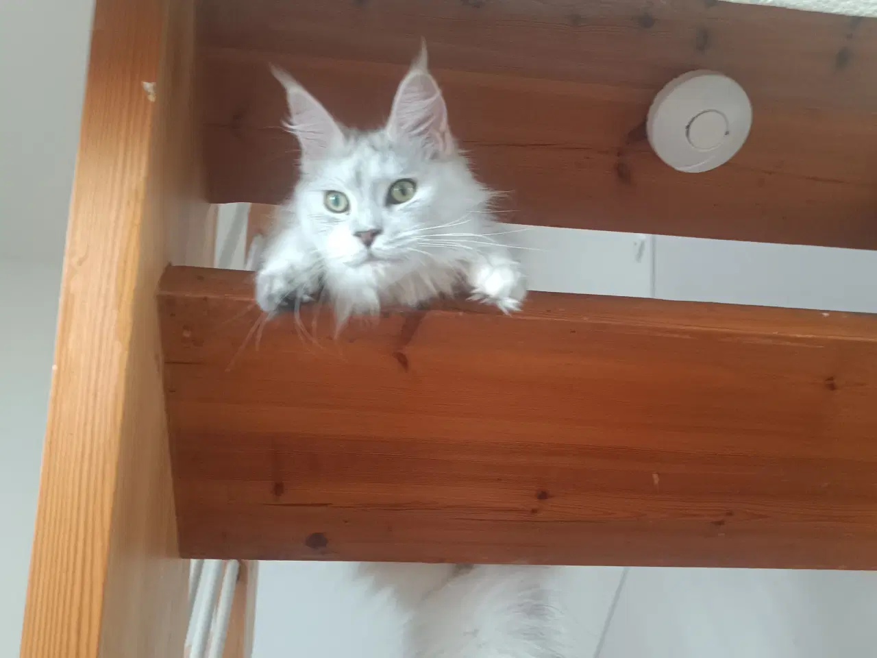 Billede 3 - Maine coon pige