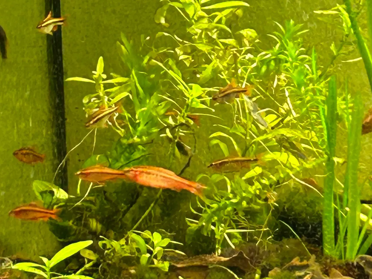 Billede 6 - 🐟🚨 Glødelys Rasbora – rolige og smukke stimefisk