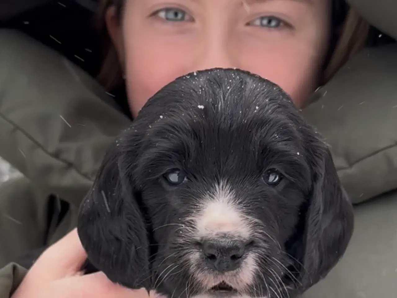 Billede 1 - Working Spaniel (FT)