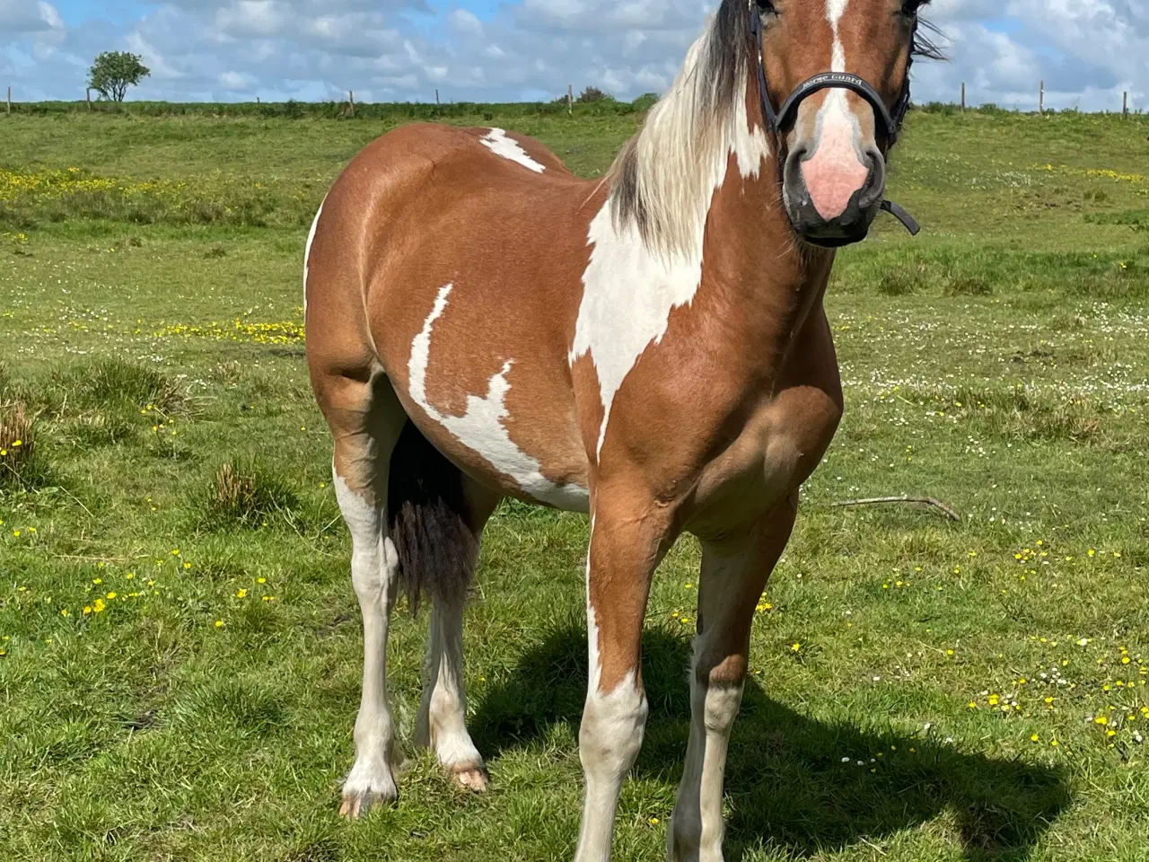 Billede 4 - Hjorthlunds Frida