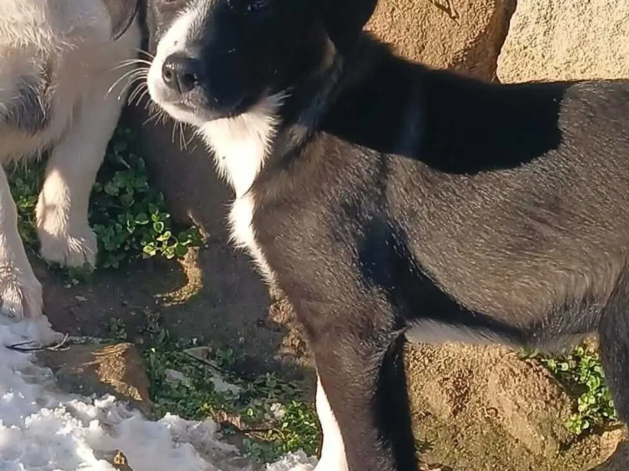 Billede 7 - Skønne Rikke søger sin første familie