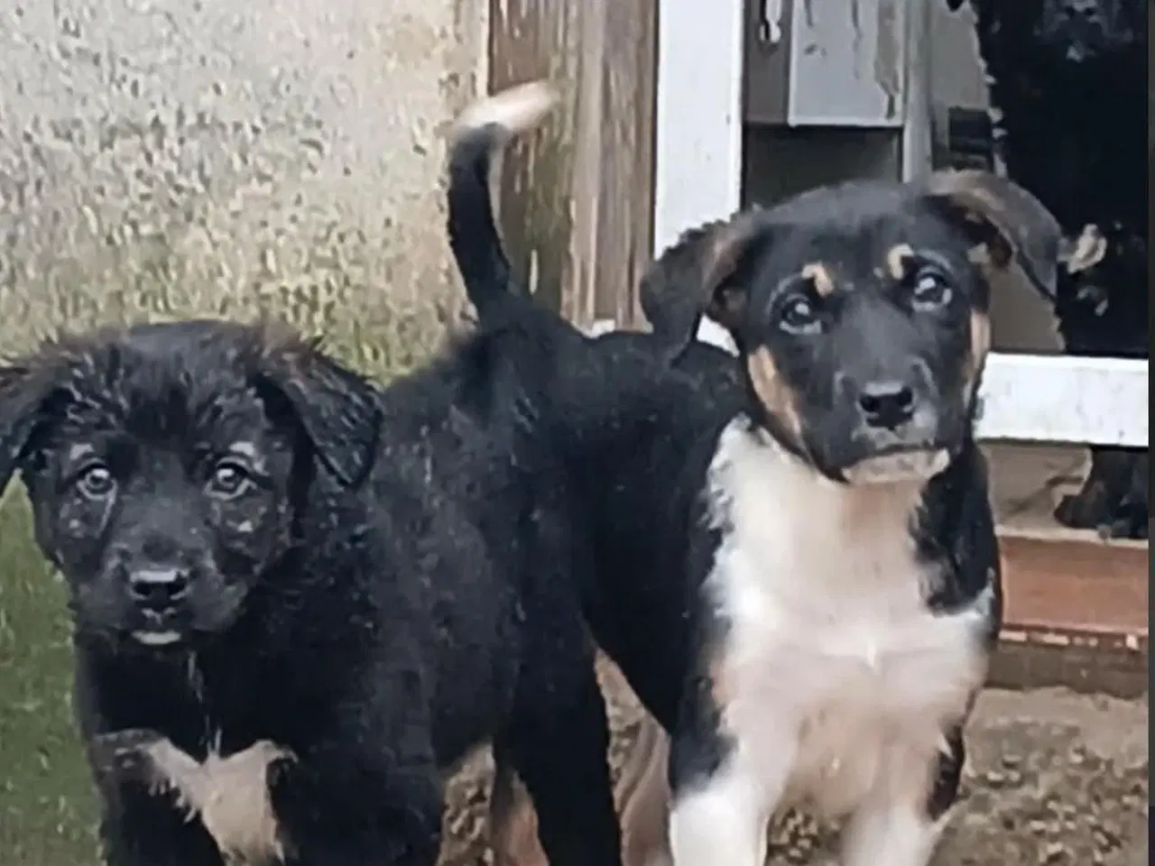 Billede 10 - Sødeste Zia leder efter sin helt egen familie 💝